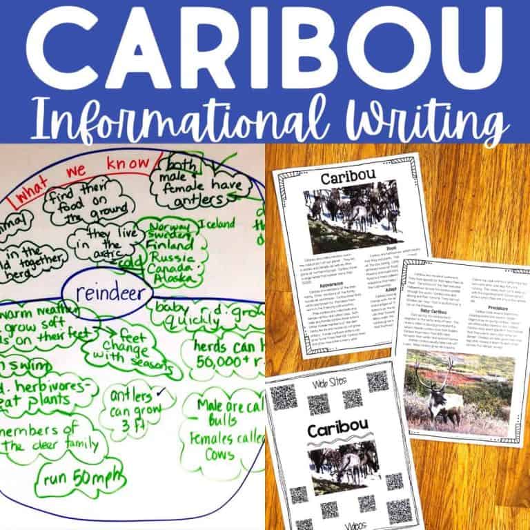 A collage of caribou informational writing materials, including a mind map to write sentences about reindeer and printed fact sheets with images and text about caribou, arranged on a wooden surface.