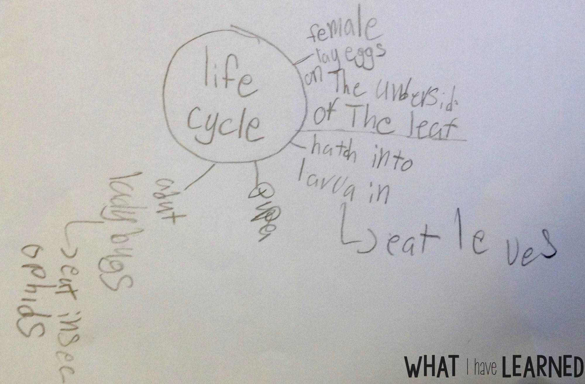 Are your students creating disorganized paragraphs when writing about information or expository text? Find out how I help students organize their facts before writing a paragraph about an animal. This is Week 4 of a series on Informational Writing. This week, we look at using a checklist when writing.