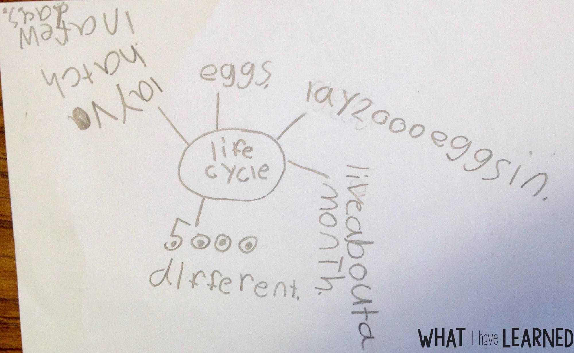 Are your students creating disorganized paragraphs when writing about information or expository text? Find out how I help students organize their facts before writing a paragraph about an animal. This is Week 4 of a series on Informational Writing. This week, we look at using a checklist when writing.