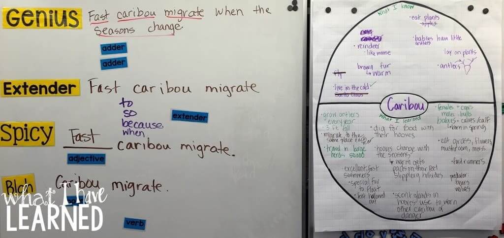 A classroom whiteboard shows caribou migration facts with highlighted words and labels (Genius Paragraph, Extender, Spicy). Beside it is a caribou information gathering chart divided into labeled sections with notes.