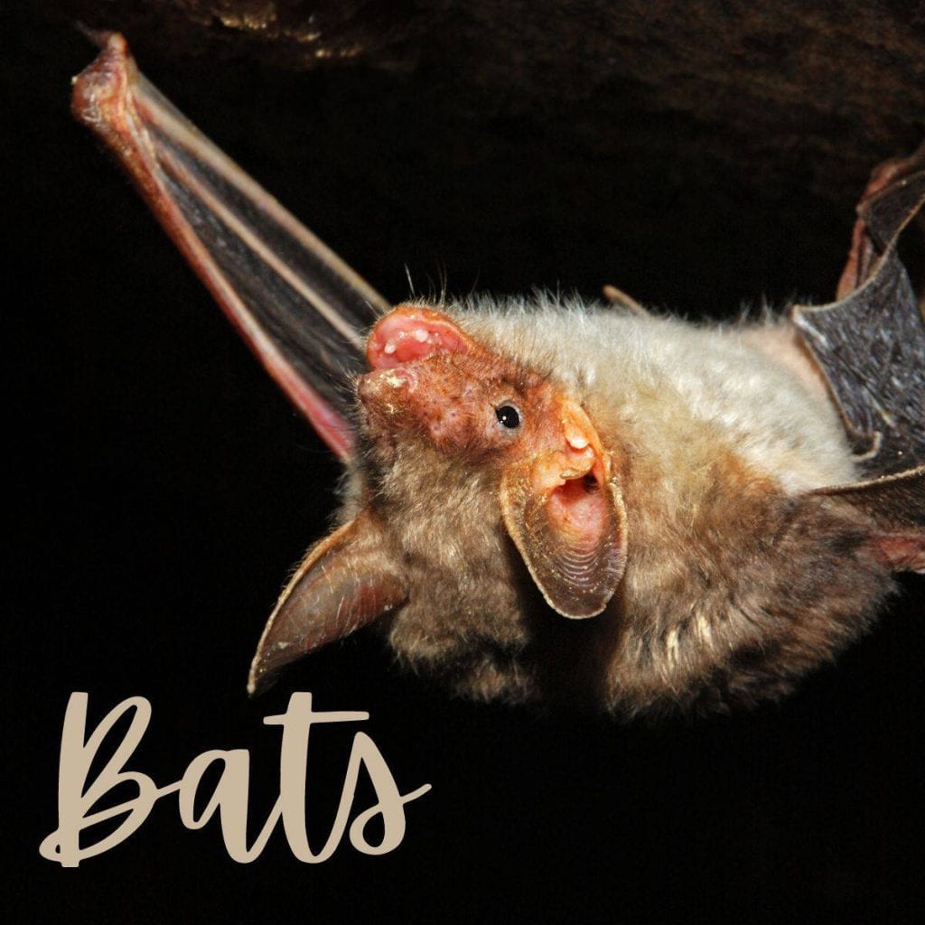 bats
