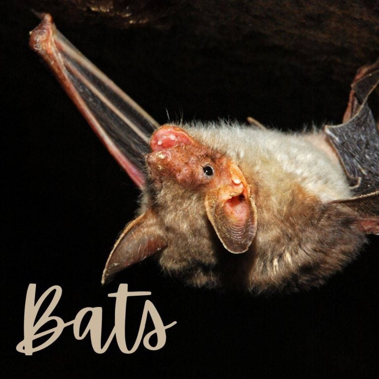 A close-up of a bat hanging upside down from a surface, with its wings partially wrapped around its body. The word bats is written in elegant cursive text at the bottom left of the image.