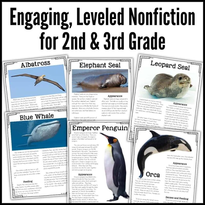 Antarctic Animals 4 Explore Antarctic Animals 4: a set of six nonfiction fact sheets designed for 2nd and 3rd graders, featuring fascinating creatures such as the albatross, elephant seal, leopard seal, blue whale, emperor penguin, and orca. Each page offers captivating images and concise descriptions—ideal for your Antarctic animals bundle!.
