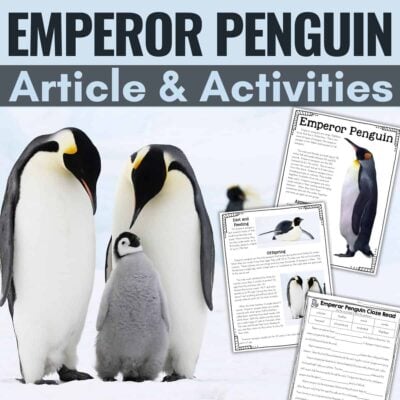 Emperor penguin cover