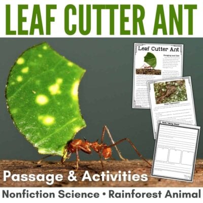 Leaf cutter ant cover.