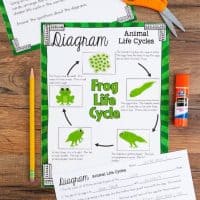 Science station focusing on the life cycle of animals. Included are cut and paste sheets in color and black and white as well as four different ways to write about the activity. There are task cards, short answer, and multiple choice questions. Animals include: frog, sea turtle, chicken, and salmon. This is part of a full unit on Plant and Animal Growth and Life Cycles.