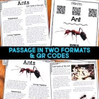 Ant life cycle informational article about ant colonies and how ants reproduce. This article comes in two formats, has vocabulary cards and comprehension resources. It's great for second grade and third grade students who are learning about animal life cycles. #antlifecycle #lifecycles #elementaryscience