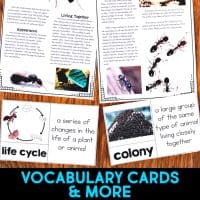 Ant life cycle informational article about ant colonies and how ants reproduce. This article comes in two formats, has vocabulary cards and comprehension resources. It's great for second grade and third grade students who are learning about animal life cycles. #antlifecycle #lifecycles #elementaryscience