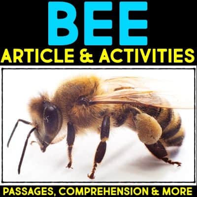 Bee life cycle informational article about beehives and how bees reproduce. This article comes in two formats, has vocabulary cards and comprehension resources. It's great for second grade and third grade students who are learning about animal life cycles. #beelifecycle #lifecycles #elementaryscience