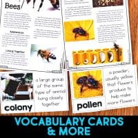 Bee life cycle informational article about beehives and how bees reproduce. This article comes in two formats, has vocabulary cards and comprehension resources. It's great for second grade and third grade students who are learning about animal life cycles. #beelifecycle #lifecycles #elementaryscience