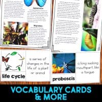 Butterfly life cycle informational article about butterflies and how butterflies reproduce. This article comes in two formats, has vocabulary cards and comprehension resources. It's great for second grade and third grade students who are learning about animal life cycles. #butterflylifecycle #lifecycles #elementaryscience