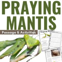 Praying mantis cover.