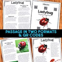 Ladybug life cycle informational article about ladybugs and how ladybugs reproduce. This article comes in two formats, has vocabulary cards and comprehension resources. It's great for second grade and third grade students who are learning about animal life cycles. #ladybuglifecycle #lifecycles #elementaryscience