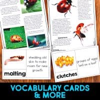 Ladybug life cycle informational article about ladybugs and how ladybugs reproduce. This article comes in two formats, has vocabulary cards and comprehension resources. It's great for second grade and third grade students who are learning about animal life cycles. #ladybuglifecycle #lifecycles #elementaryscience