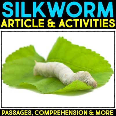 Silkworm life cycle informational article about silkworms and how silkworms reproduce. This article comes in two formats, has vocabulary cards and comprehension resources. It's great for second grade and third grade students who are learning about animal life cycles. #silkwormlifecycle #lifecycles #elementaryscience
