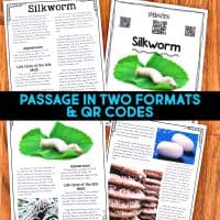 Silkworm life cycle informational article about silkworms and how silkworms reproduce. This article comes in two formats, has vocabulary cards and comprehension resources. It's great for second grade and third grade students who are learning about animal life cycles. #silkwormlifecycle #lifecycles #elementaryscience