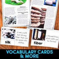 Silkworm life cycle informational article about silkworms and how silkworms reproduce. This article comes in two formats, has vocabulary cards and comprehension resources. It's great for second grade and third grade students who are learning about animal life cycles. #silkwormlifecycle #lifecycles #elementaryscience