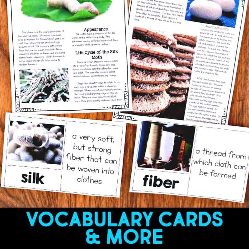 Silkworm LIfe Cycle4 Silkworm life cycle informational article about silkworms and how silkworms reproduce. This article comes in two formats, has vocabulary cards and comprehension resources. It's great for second grade and third grade students who are learning about animal life cycles. #silkwormlifecycle #lifecycles #elementaryscience