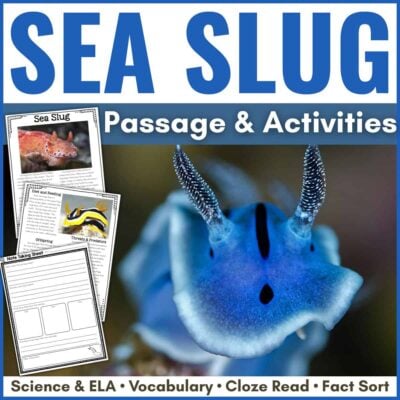 Sea slug cover.