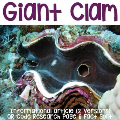 giant clam cover.