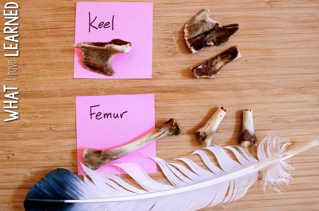 Structure and Function Science Stations cover NGSS 4-LS1.A and focuses on how organisms live, behave, reproduce, and grow. The investigate station looks at the function of bird bones.