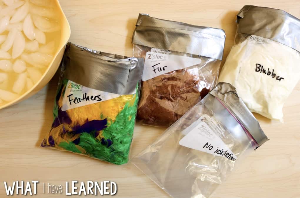 Structure and Function Science Stations cover NGSS 4-LS1.A and focuses on how organisms live, behave, reproduce, and grow. The model station looks at animals that live in the arctic.