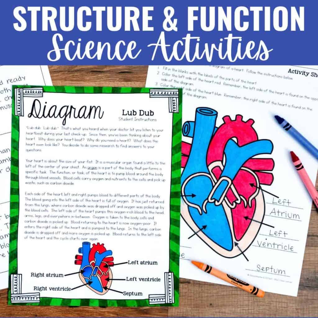 A worksheet about heart structure and function for elementary science, featuring a colorful heart diagram, labeled parts, and the title Diagram Lub Dub Student Instructions. A second sheet and blue marker are also on a wooden desk.