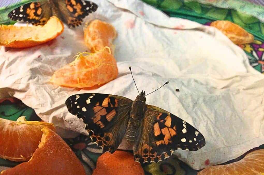 butterfly life cycle.