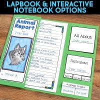 Animal Report THUMB.002-min is a student-made gray wolf lapbook using an animal report template, with a hand-drawn wolf, handwritten facts, and sections: All About Gray Wolves, Facts about Gray Wolves, and Animal Traits (Howling, Fun coat).