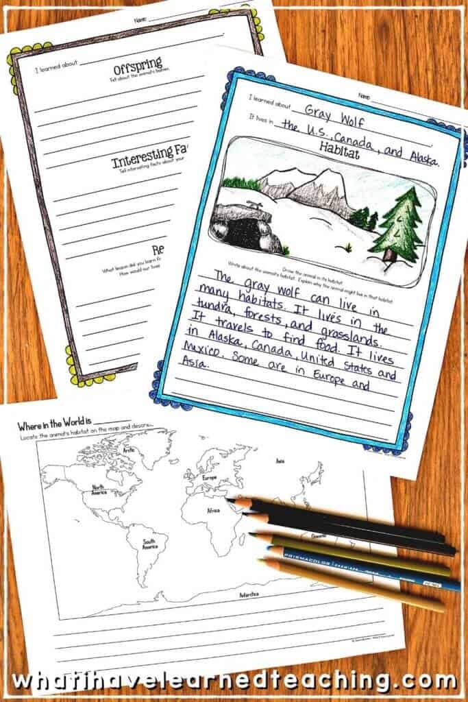 The Animal Report product features three printable worksheets about gray wolves: one with a wolf near mountains and trees, one with world maps, and another with sections for writing facts, all displayed on a wooden surface.