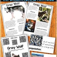 Teach students all about the gray wolf. This informational article comes in two formats and links for additional animal research. It includes note-taking graphic organizers, comprehension activities, and mini-report pages. It is perfect to get your students started on animal research and informational writing. #expositorywriting #informationalwriting #secondgradewriting #thirdgradewriting