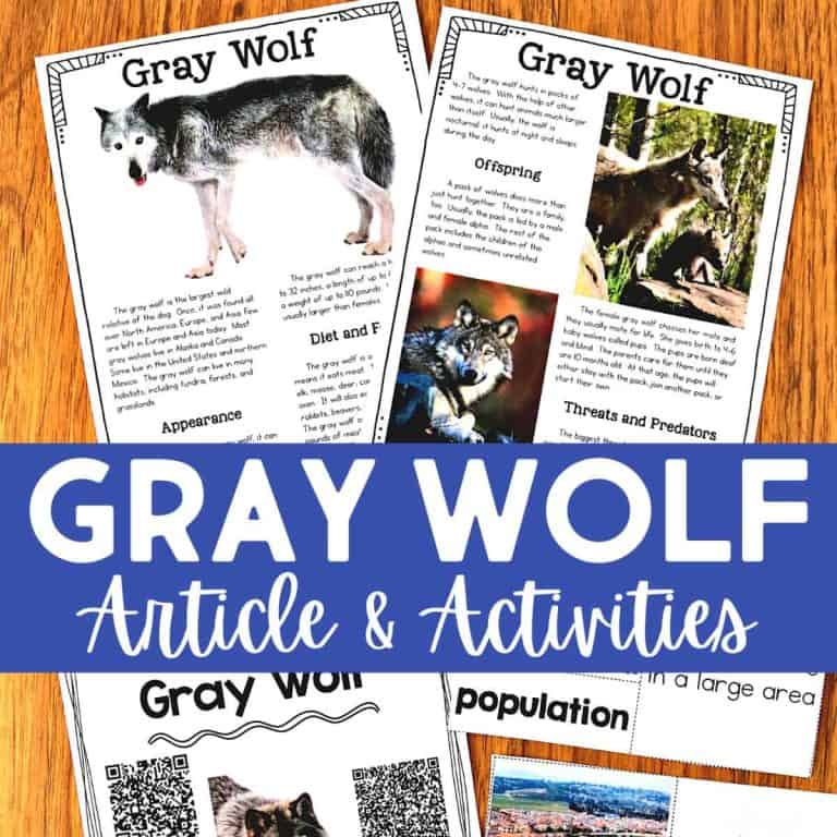 A set of educational worksheets about gray wolves is spread out on a wooden surface, featuring gray wolf articles, photos of wolves, and comprehension activities about their appearance, offspring, threats, and population. Text overlay reads: Gray Wolf Article & Activities.