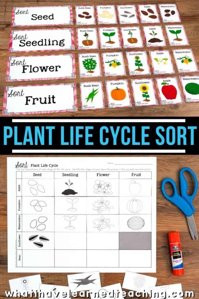 Sorting Life Cycle Sort Plant Life Cycle Science Station