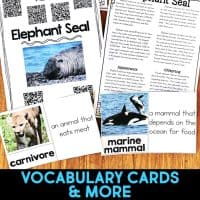 elephant seal pages.