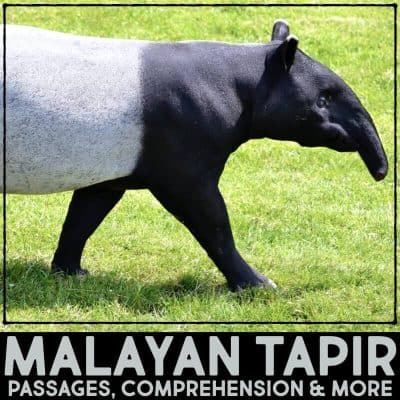 malayan tapir cover.