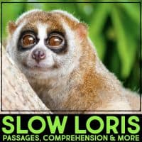 slow loris cover.