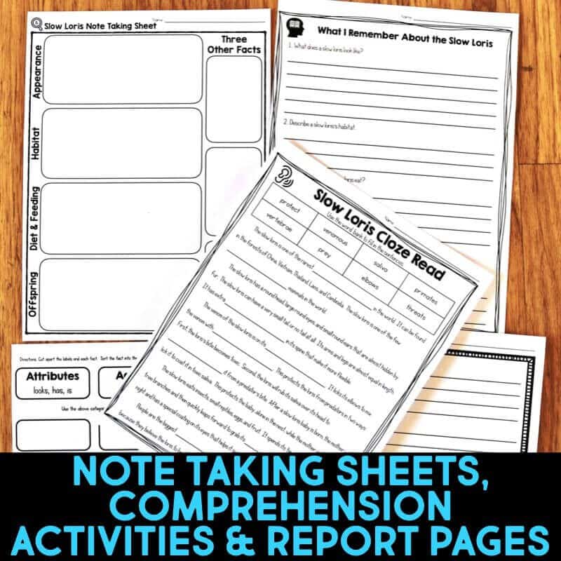 Slow Loris 3 slow loris sheets.