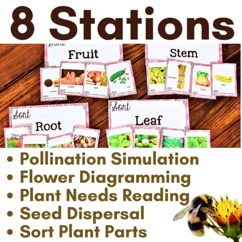 plants grow 8 stations The "plants grow 8 stations" educational display features cards labeled Fruit, Stem, Root, and Leaf with images and activities. Includes stations like Pollination Simulation and Seed Dispersal, with a bee highlighting pollinators' role in plant reproduction.
