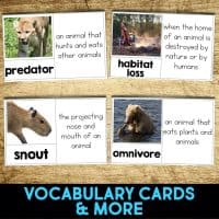 armadillo vocabulary cards