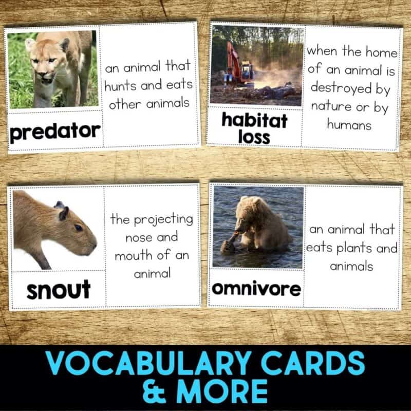 Armadillo 4 armadillo vocabulary cards