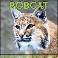 bobcat cover
