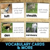 bobcat vocabulary cards