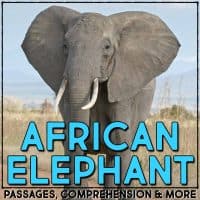african elephant cover