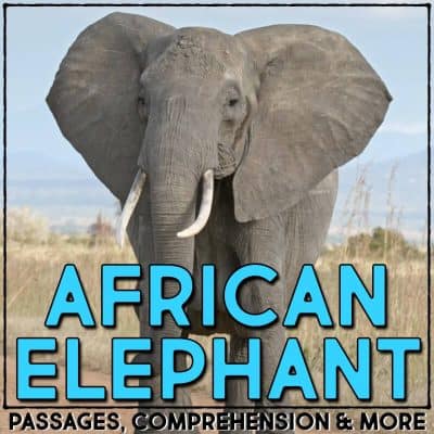 african elephant cover