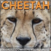 cheetah cover