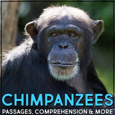 chimpanzee cover