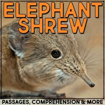 elephant shrew covers