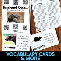 elephant shrew vocabulary cards