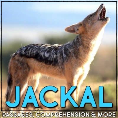 jackal cover