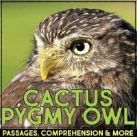 cactus pygmy owl cover
